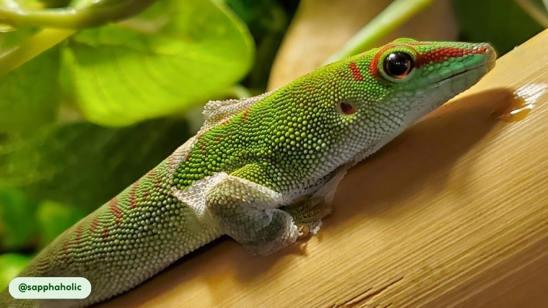 giant day gecko have a skin shedding 