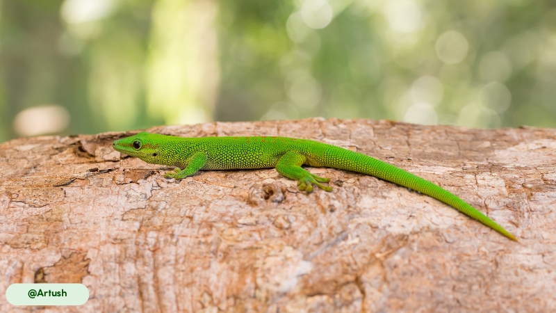 giant day gecko have unique eye structure