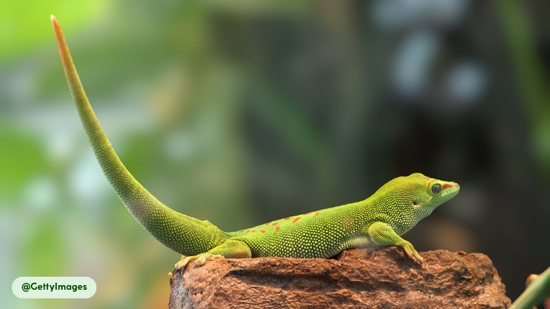 geckos are agile jumpers