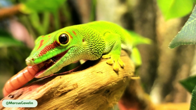 giant day gecko is a popular animal with humans