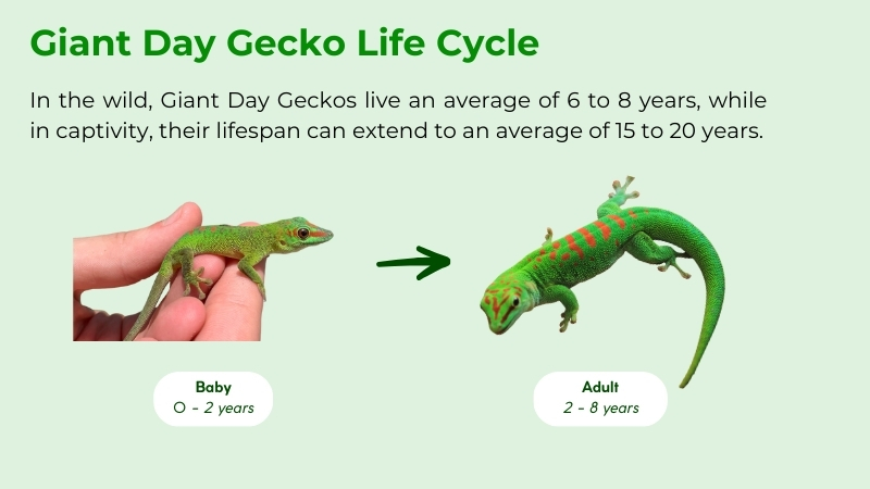giant day gecko of life cycle
