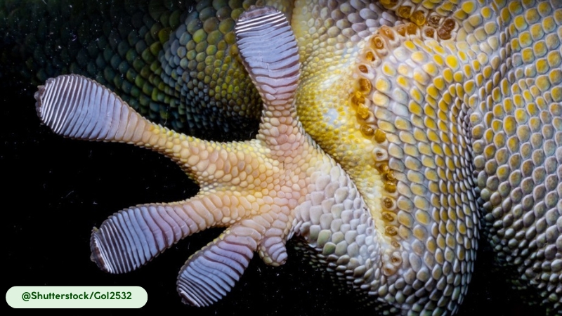 Giant Day Gecko self cleaning toe pads