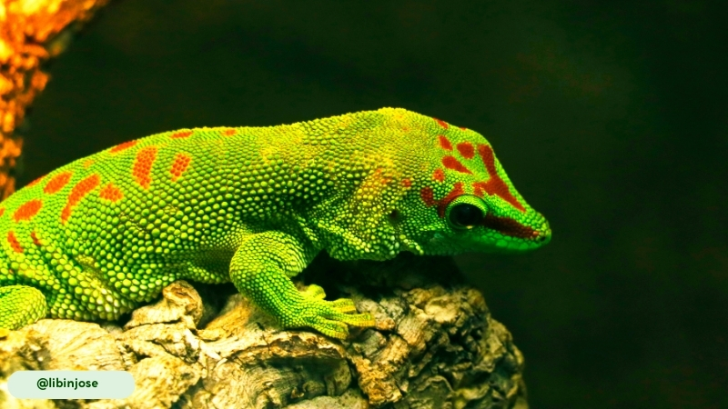 the giant day gecko's loud, territorial call