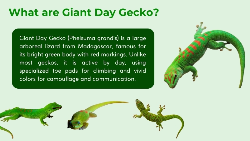 giant day geckos is a large arboreal lizards