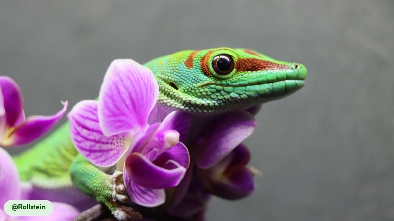 giant day gecko pollinators of the forest