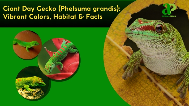 Giant Day Gecko (Phelsuma grandis) | Characteristics, Habitat, Reproduce & Facts