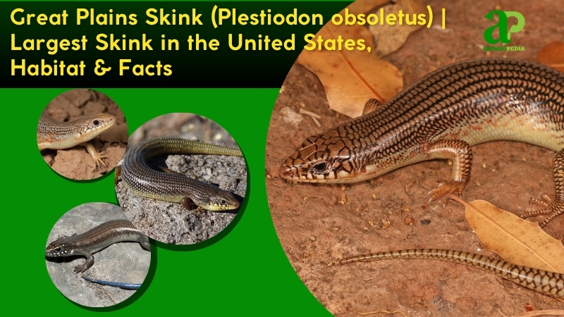 great plains skink species guide