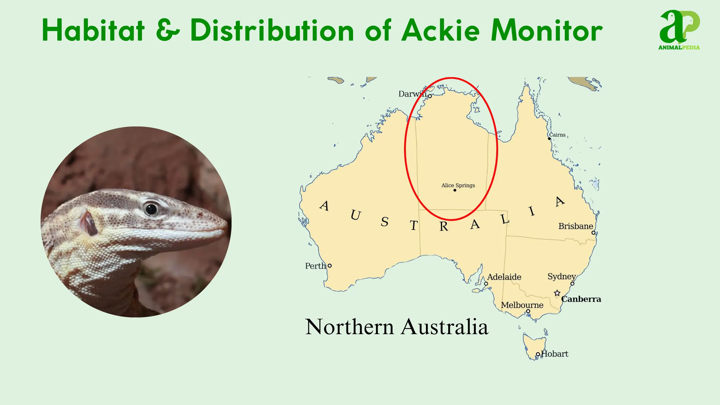 habitat and distribution of ackie monitor
