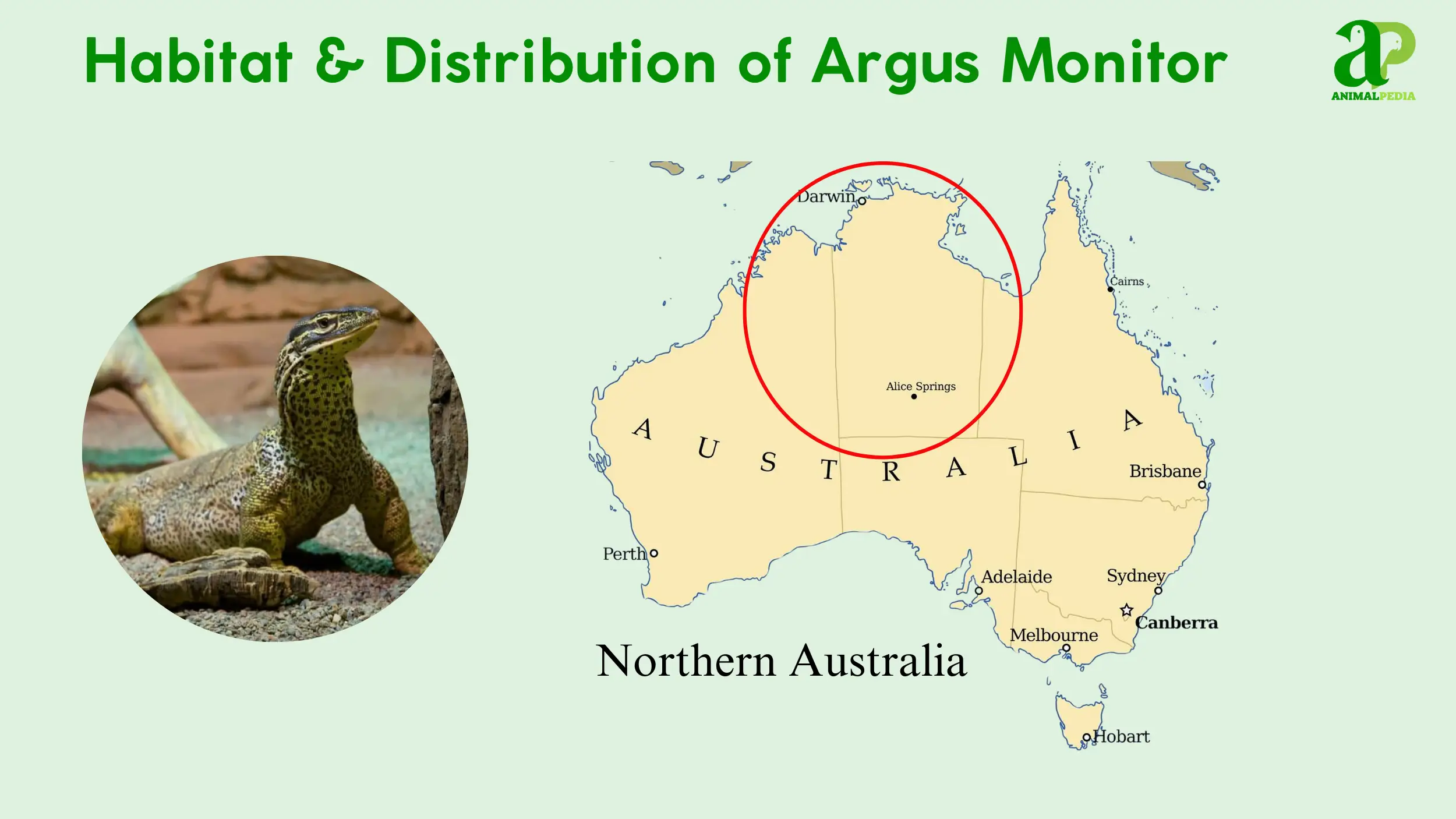 habitat and distribution of argus monitor