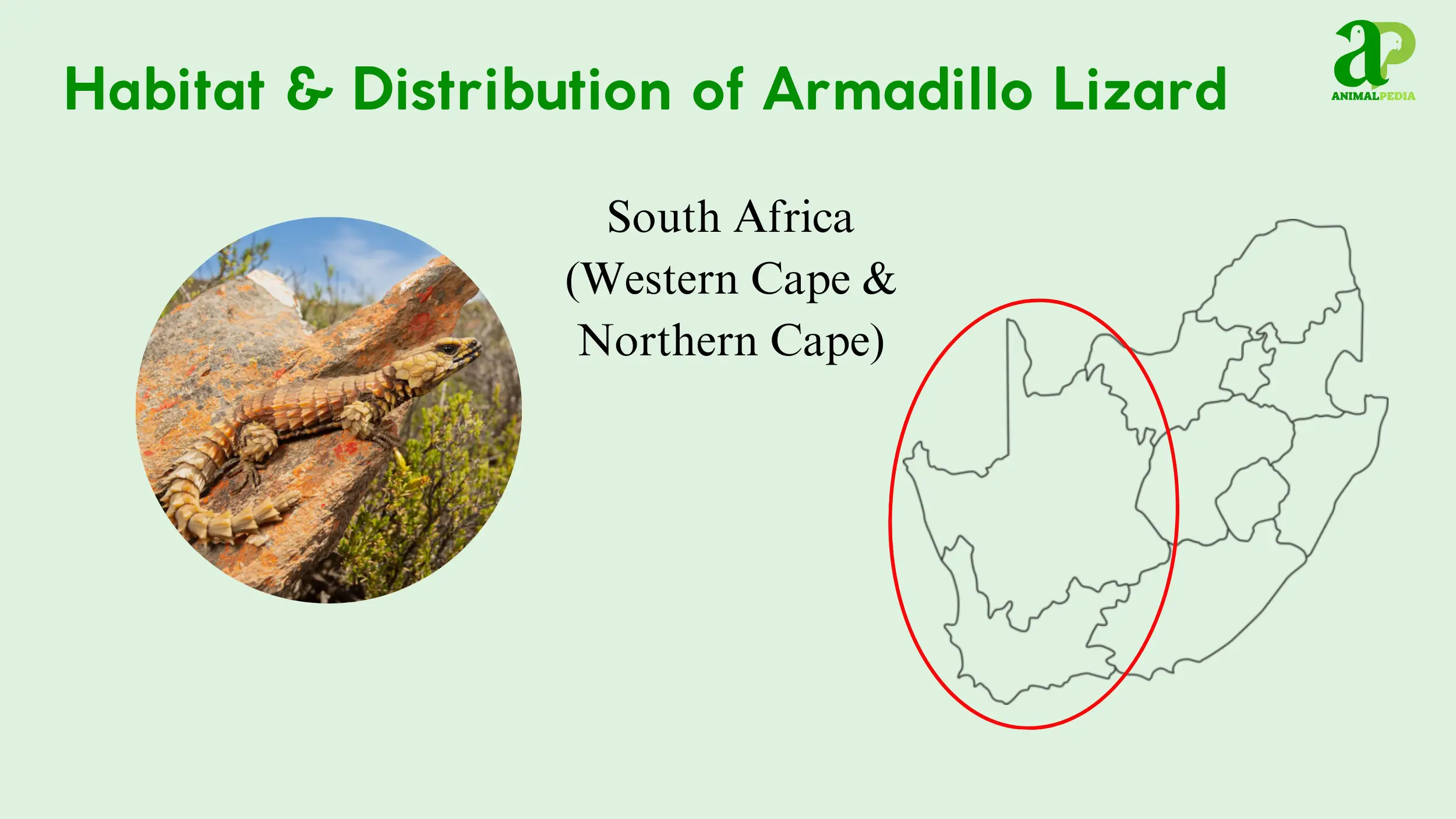 habitat and distribution of armadillo lizard