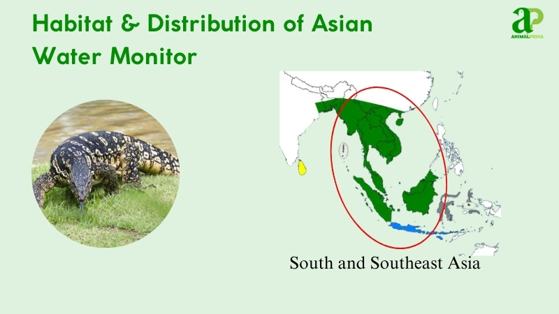 habitat and distribution of asian water monitor