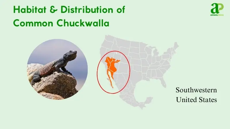 habitat and distribution of common chuckwalla