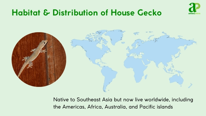 habitat and distribution of common house gecko