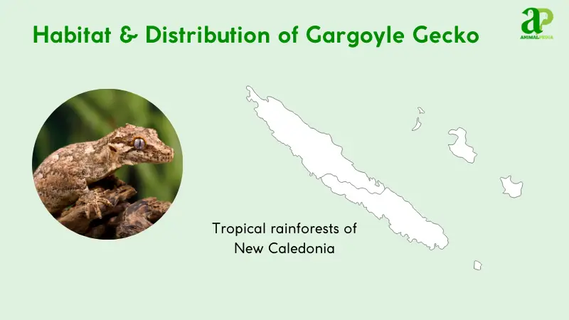 habitat and distribution of gargoyle gecko