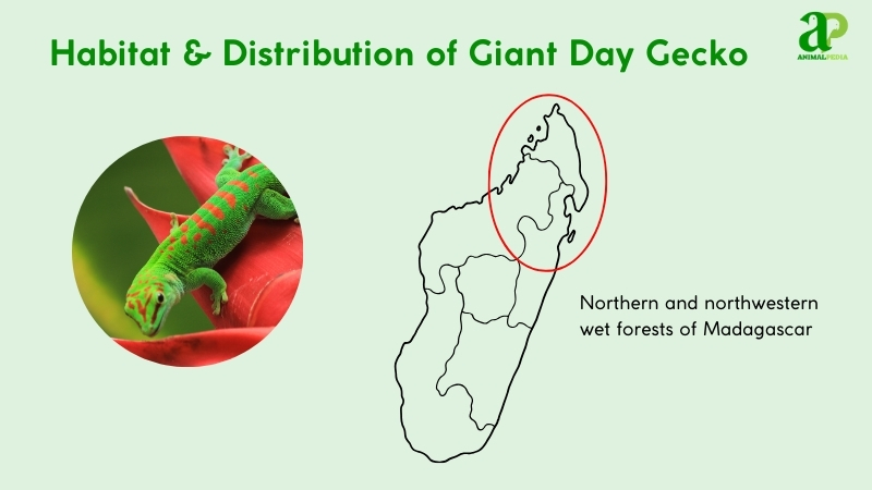 habitat and distribution of giant day gecko