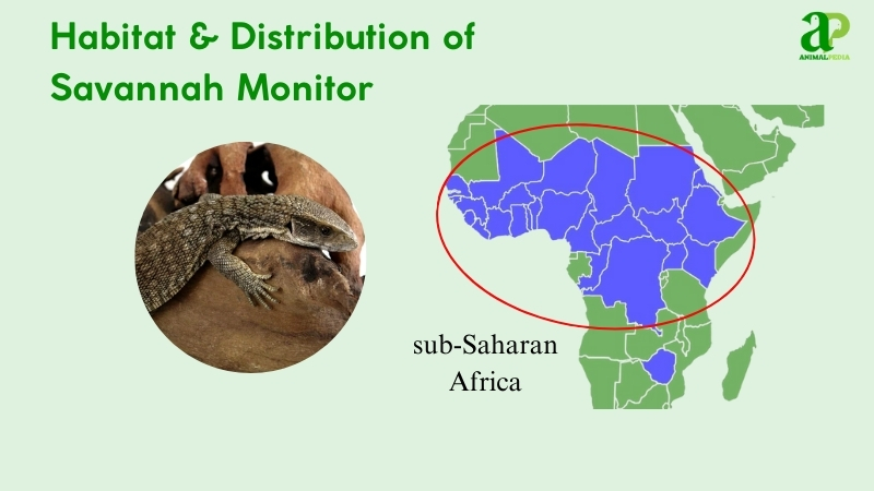 habitat and distribution of savannah monitor