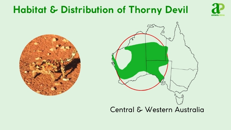 habitat and distribution of thorny devil