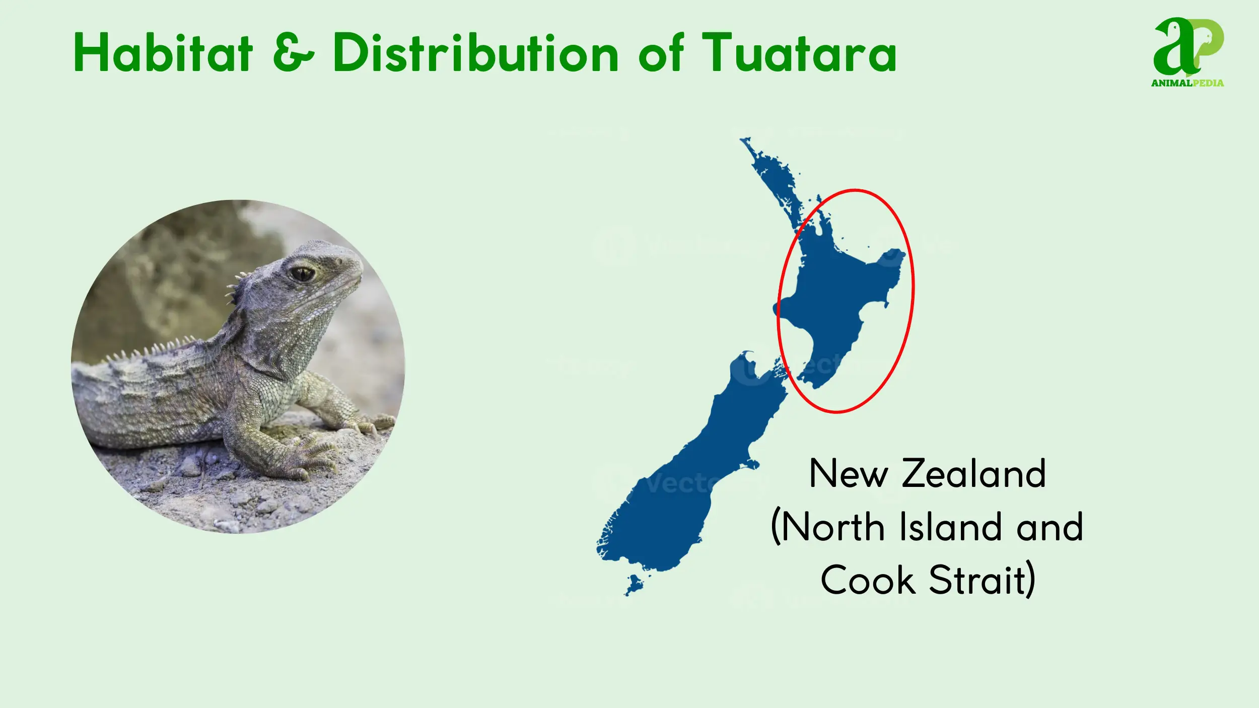 habitat and distribution of tuatara