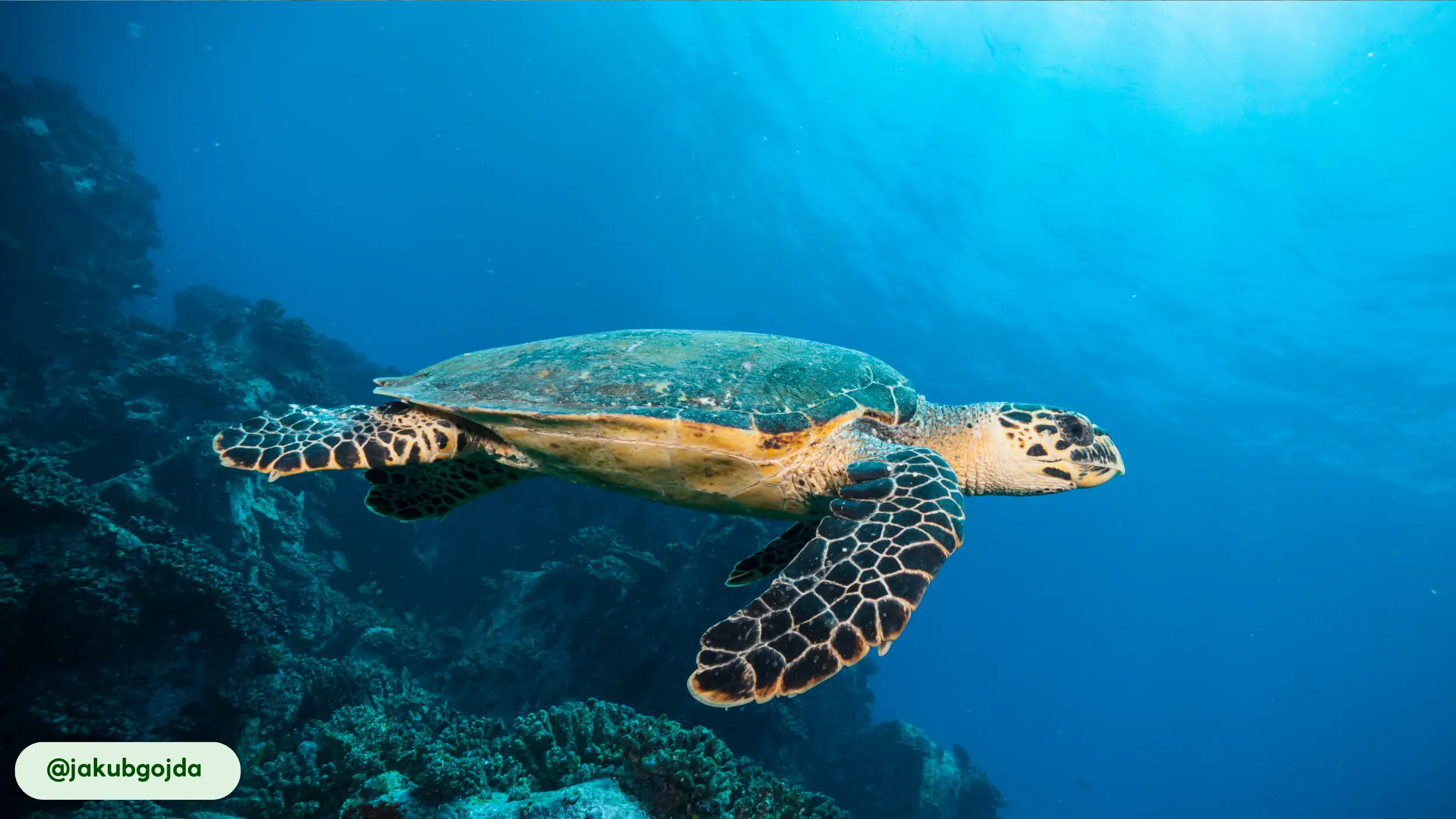 hawksbill sea turtle active day and night