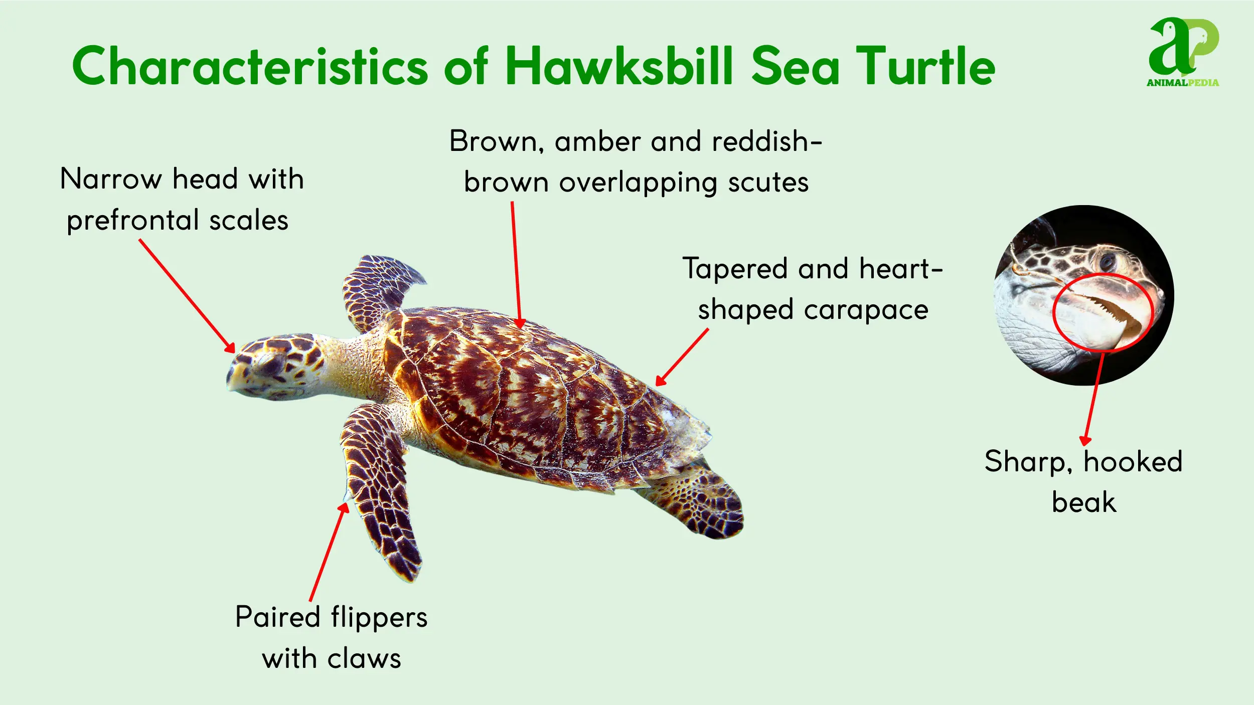 hawksbill sea turtle physical characteristics