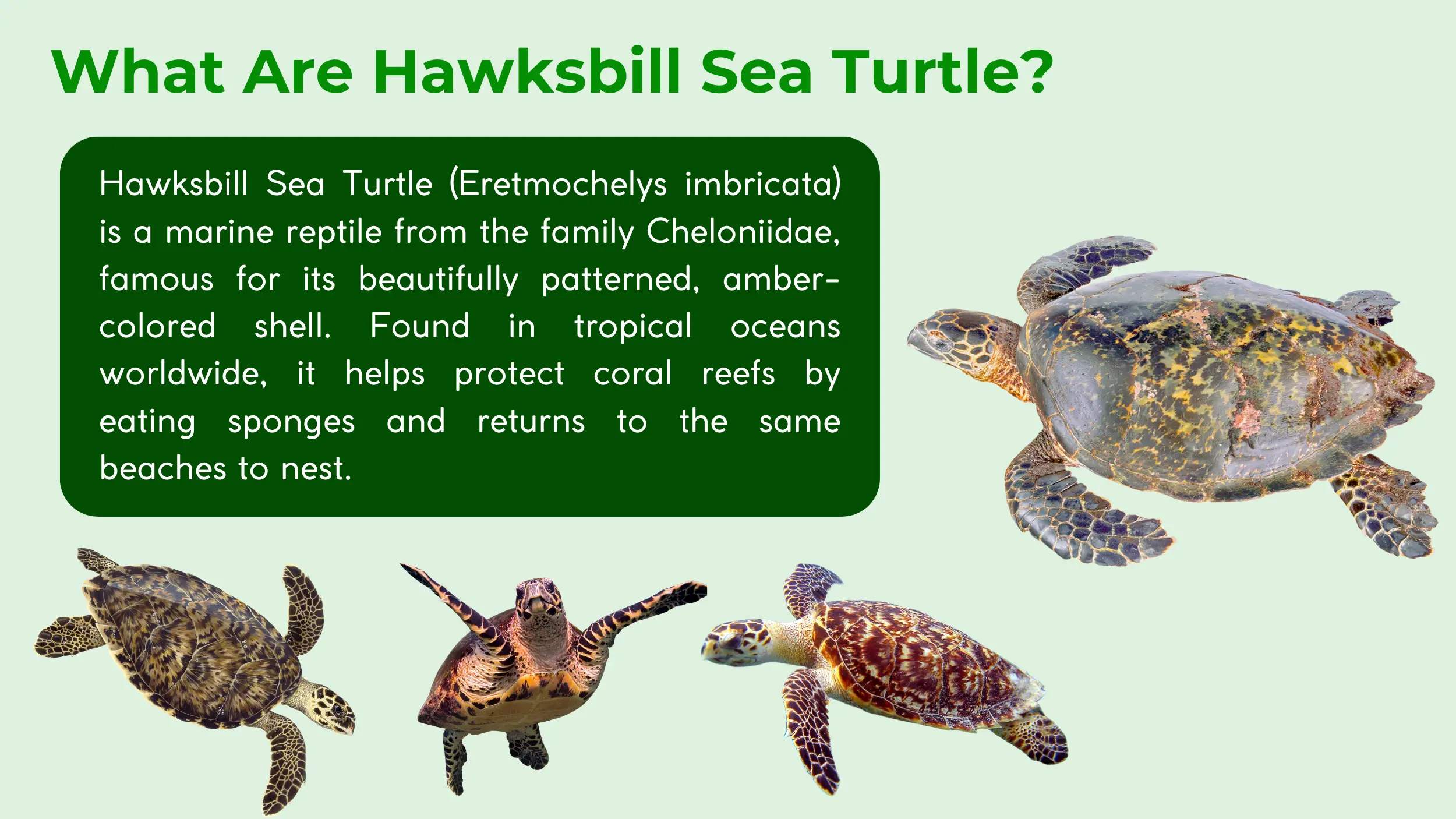 what are hawksbill sea turtle