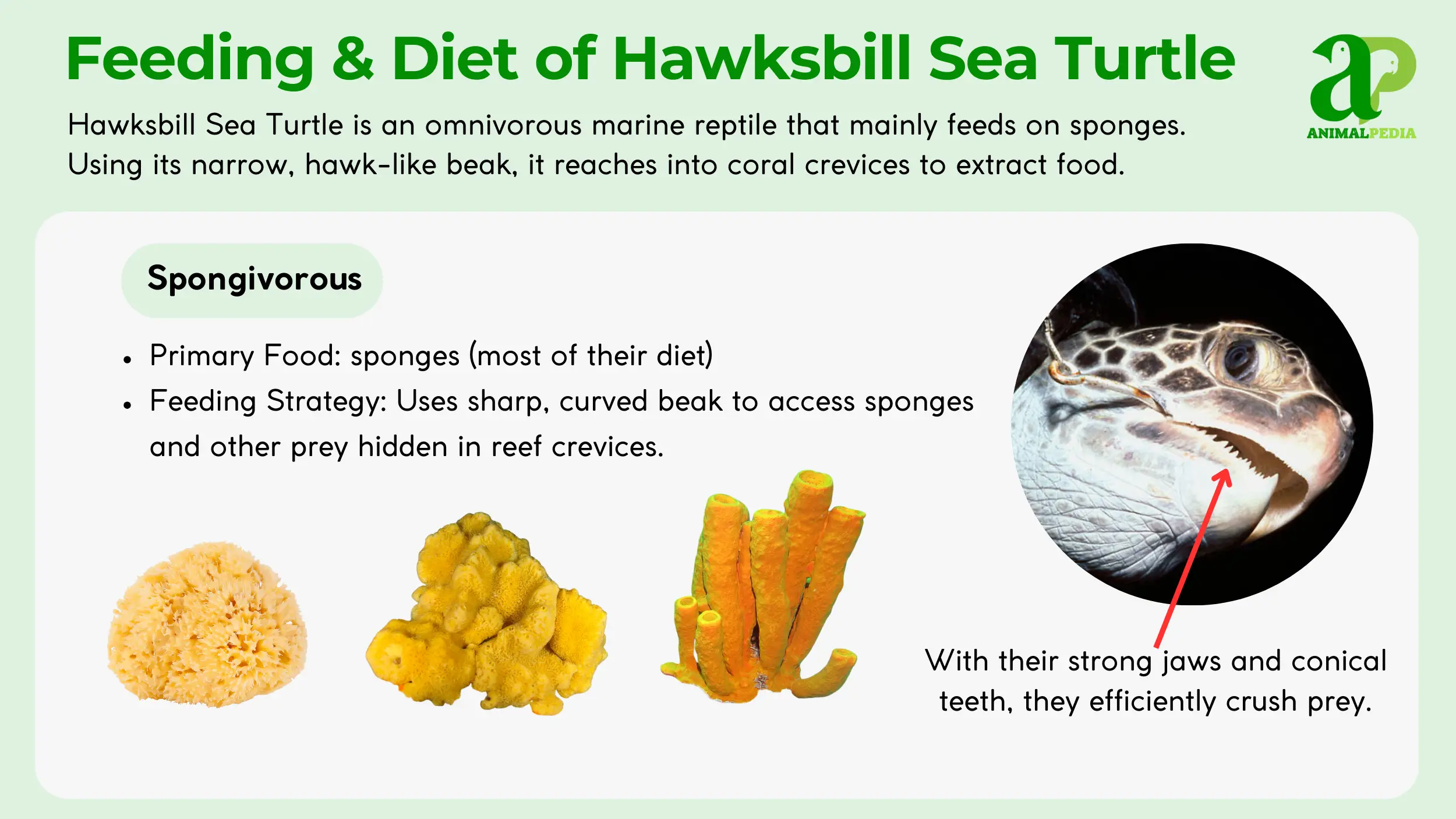 hawksbill sea turtle feeding and diet