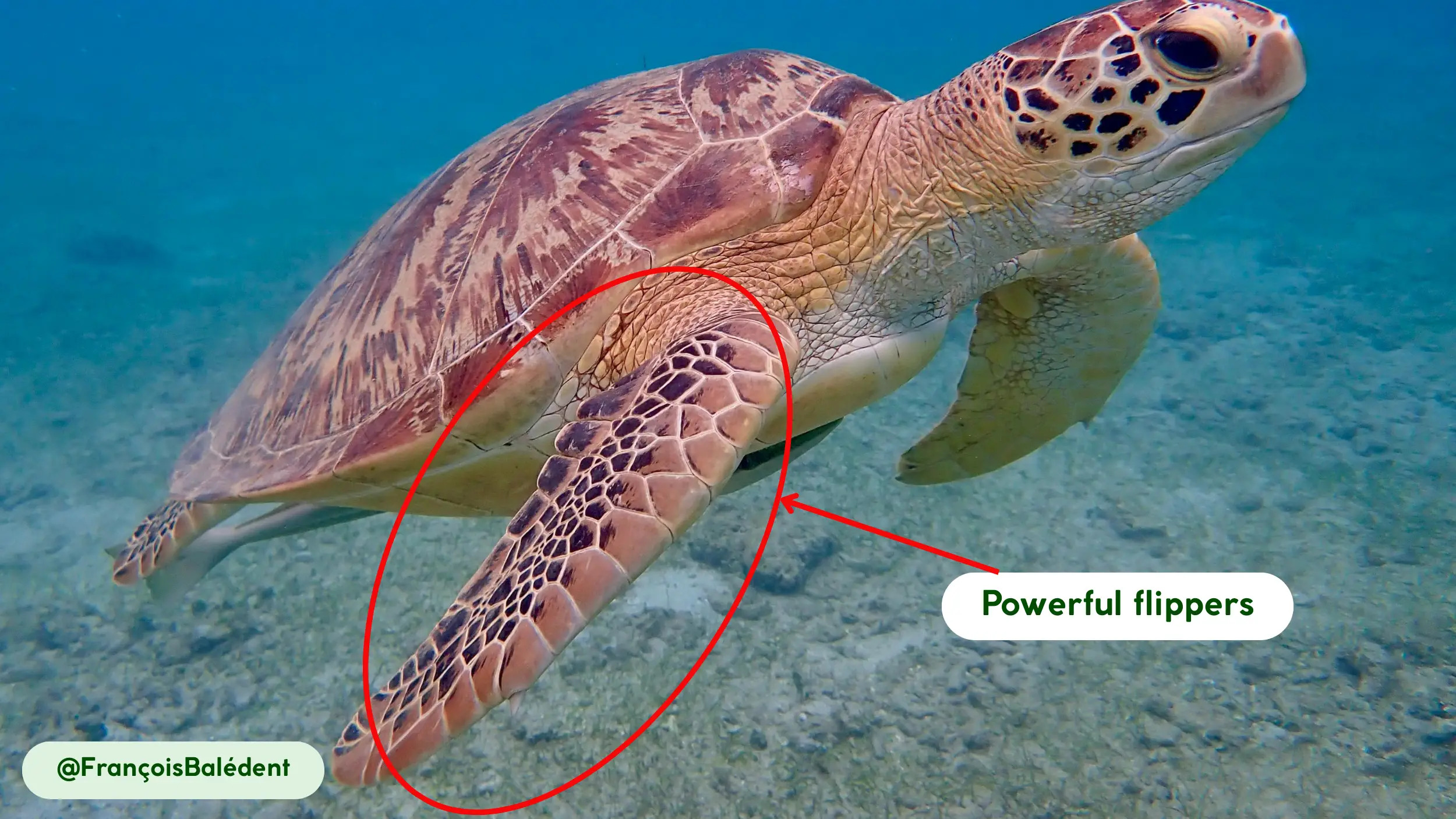 hawksbill sea turtle powerful swimming