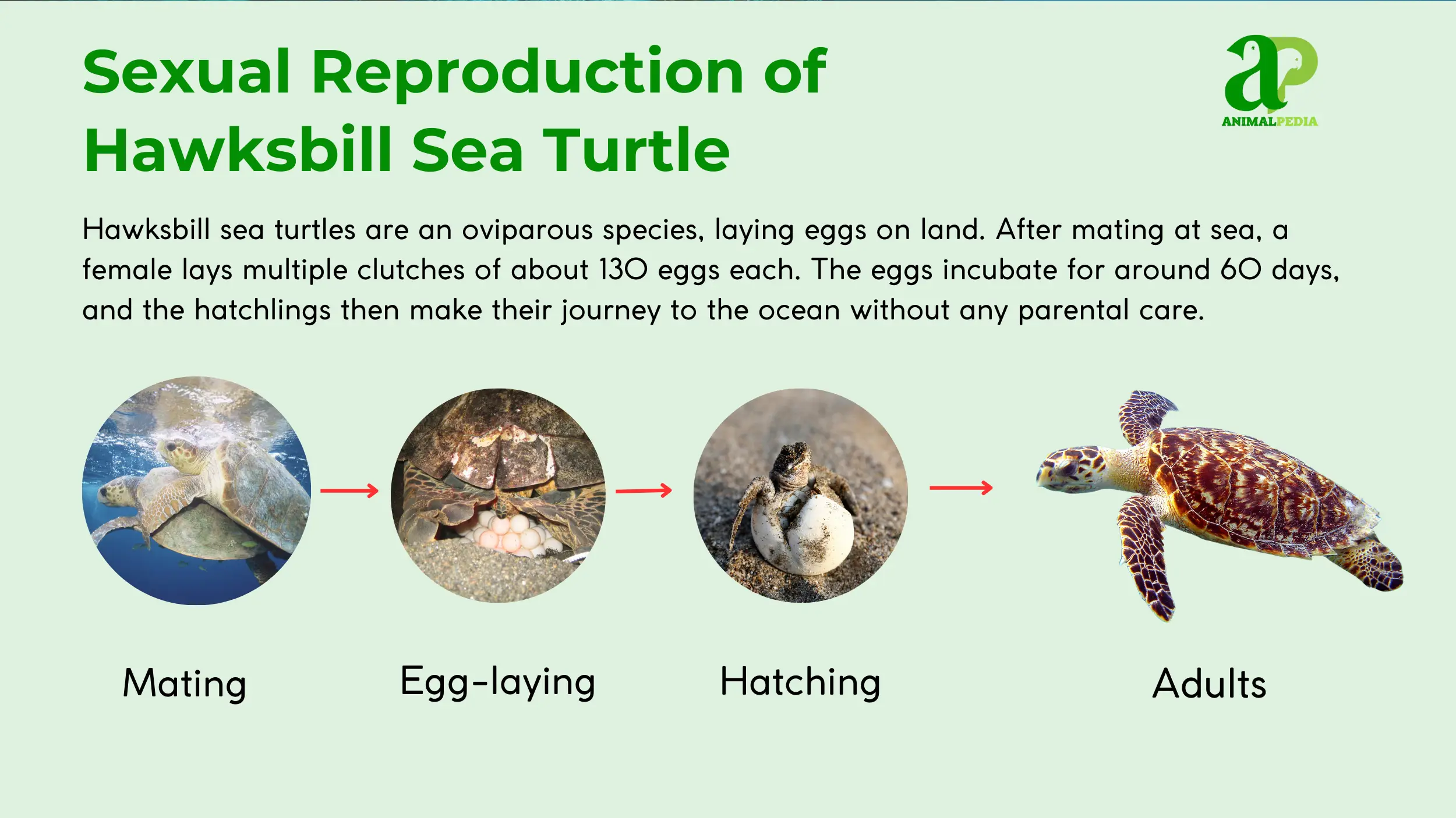 hawksbill sea turtle reproduce