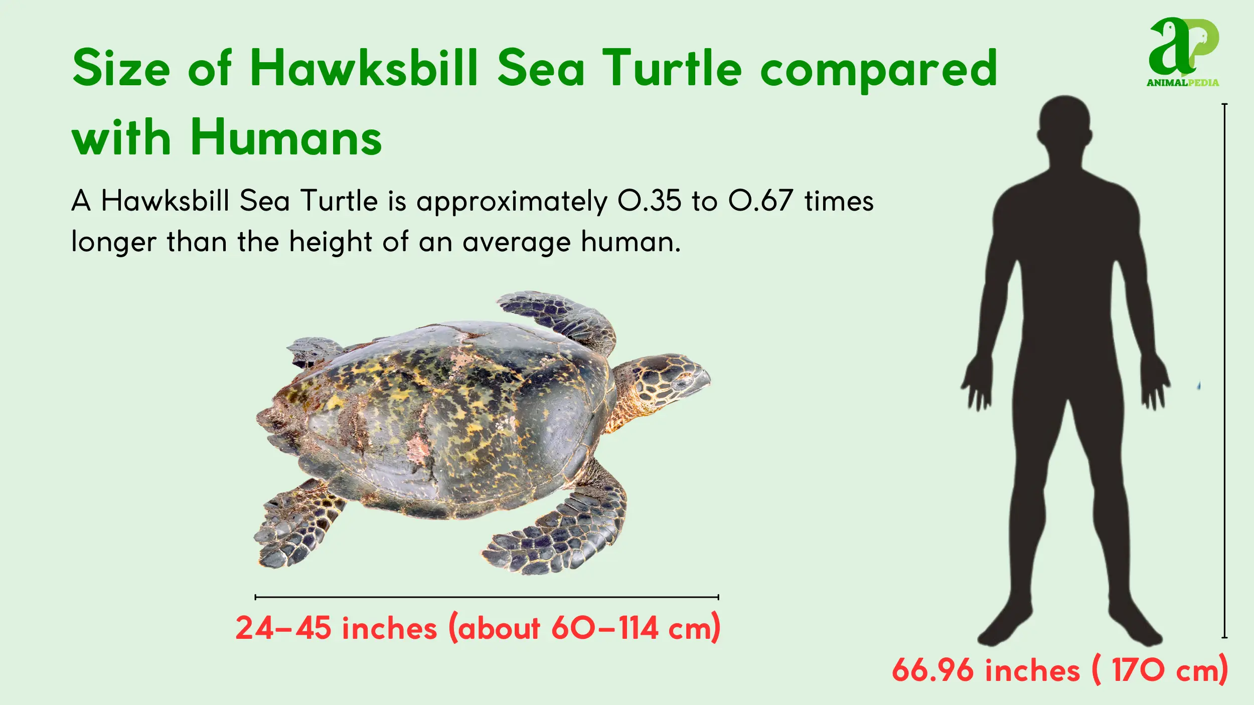 hawksbill sea turtle size measurement