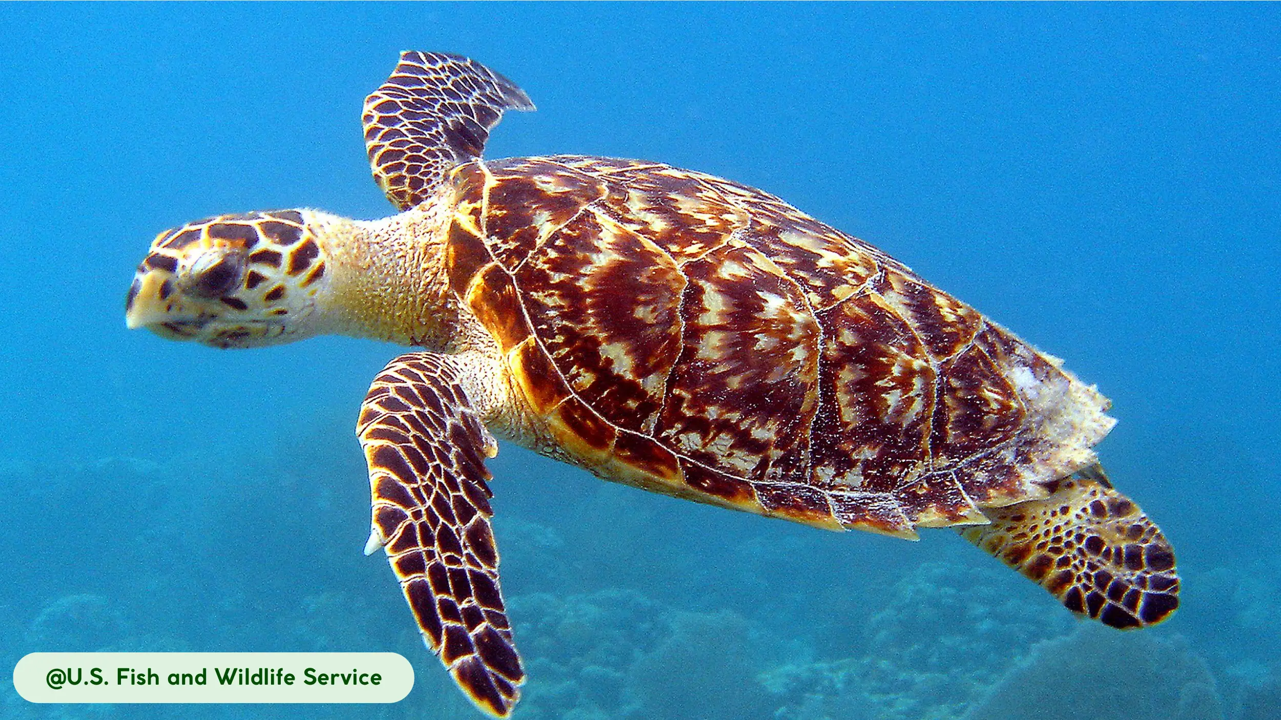 Hawksbill Sea Turtle valued scutes caused population decline