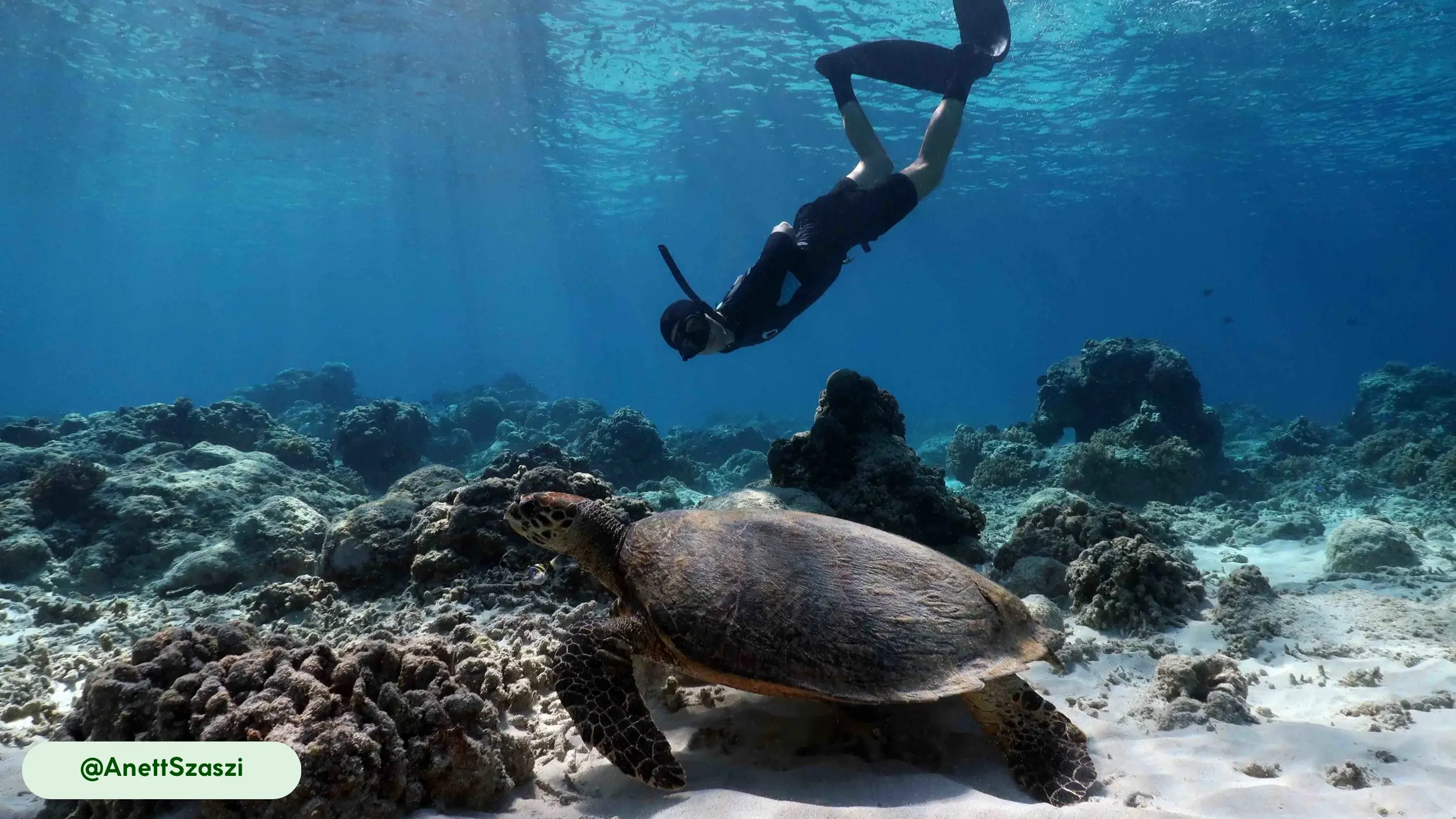 hawksbill sea turtles are beneficial humans