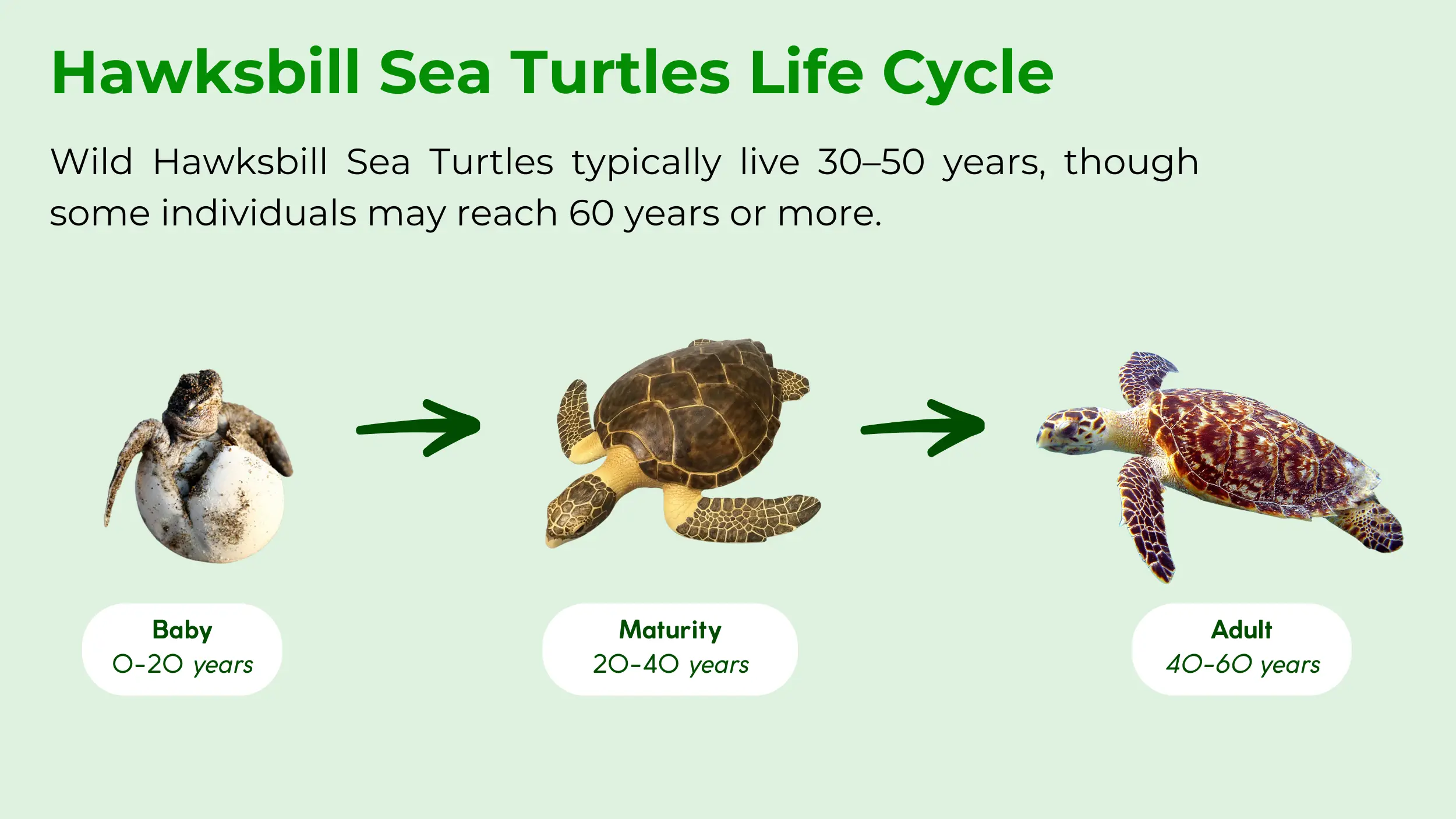 hawksbill sea turtles life cycle