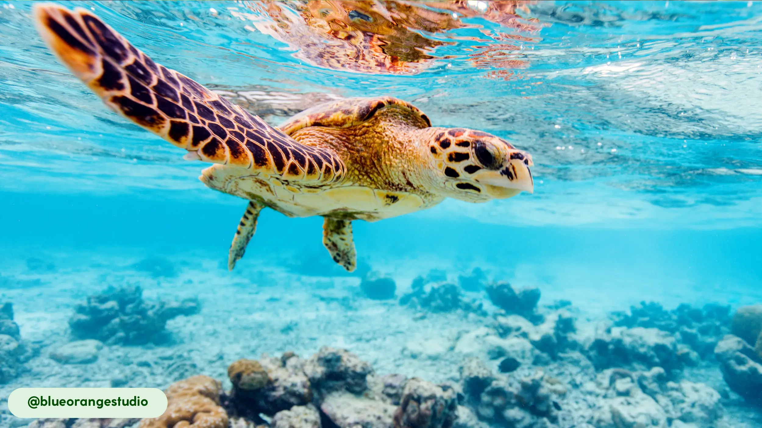 Hawksbill Sea Turtles migrate thousands of miles
