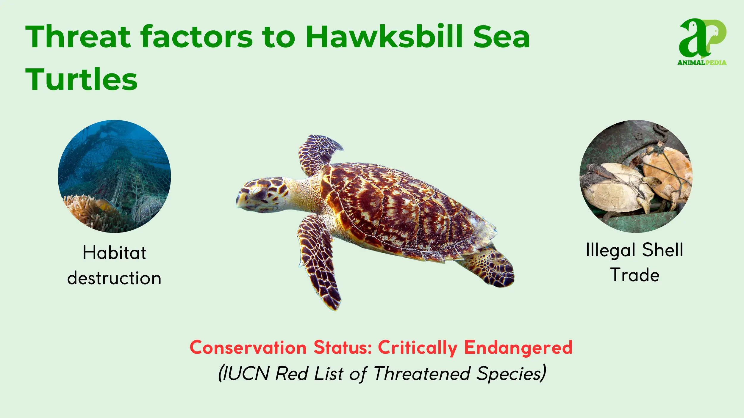 hawksbill sea turtles status conservation critically endangered
