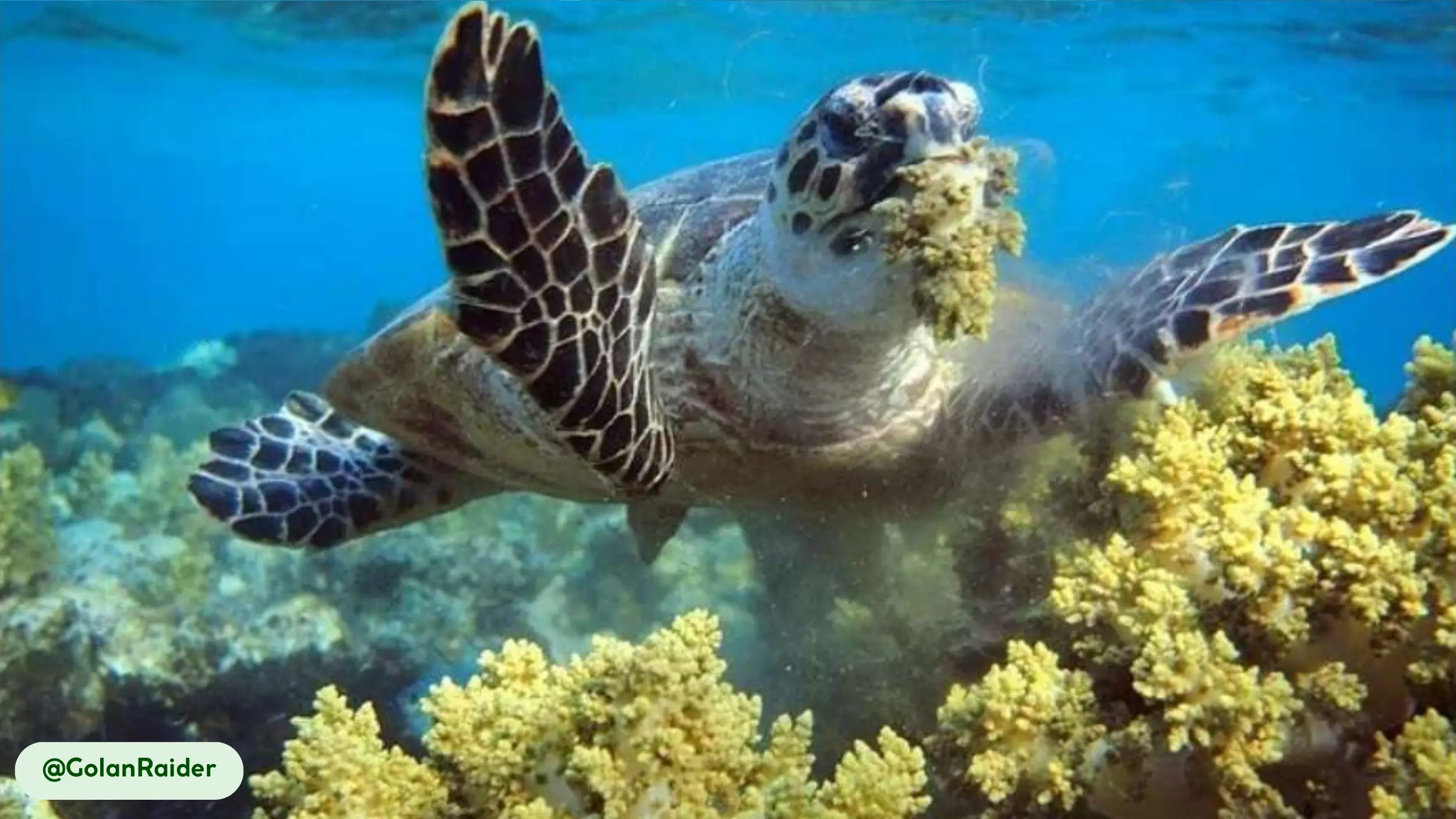 Hawksbill Turtles toxic diet makes them poisonous