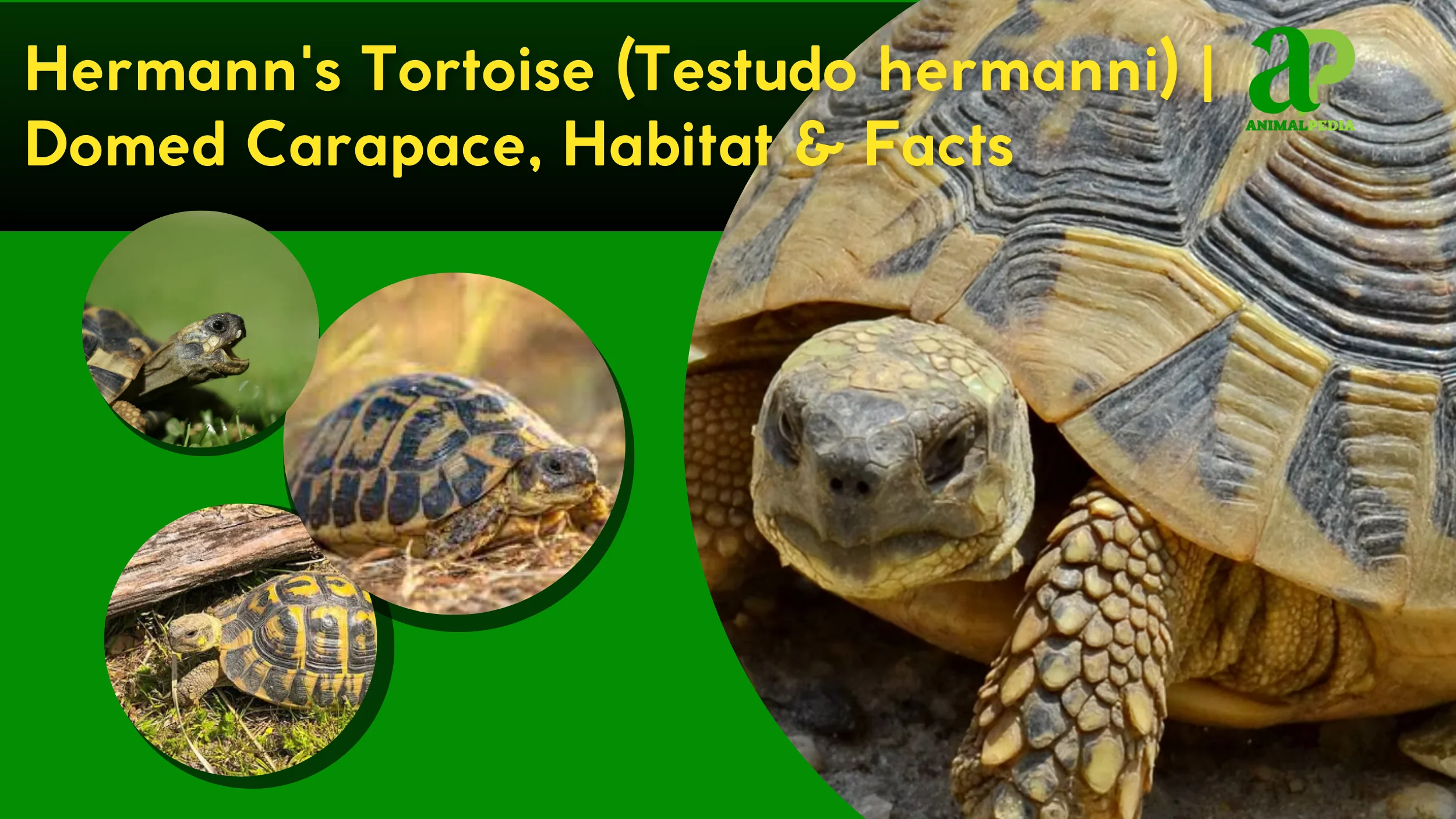 hermann's tortoise species guide