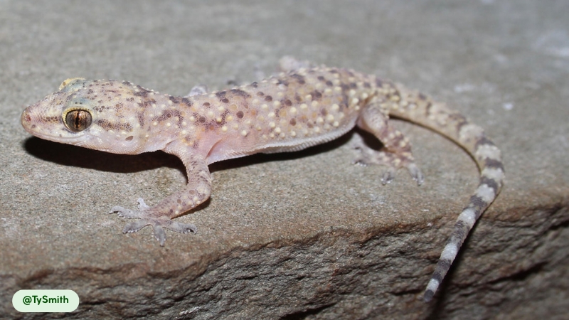 House Gecko do not have poisonous