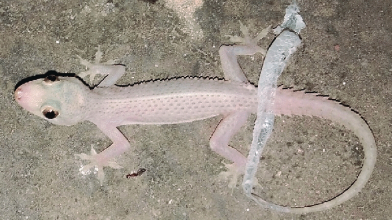 Common House Gecko have a skin shedding behavior called ecdysis