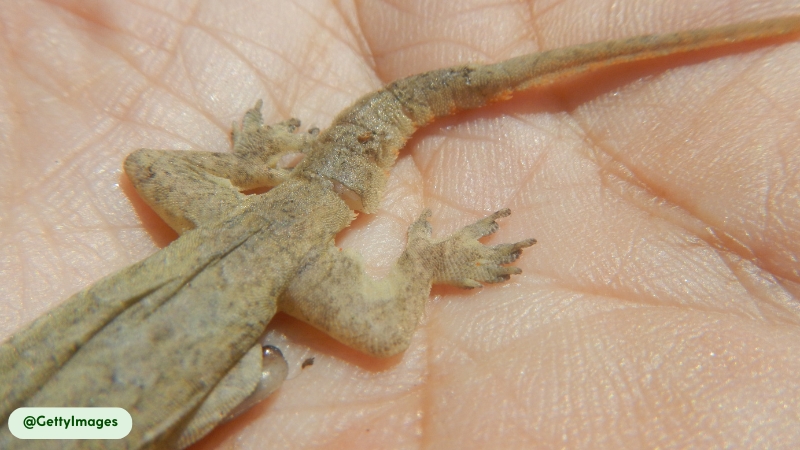 House Gecko have the ability to self-amputate and regenerate