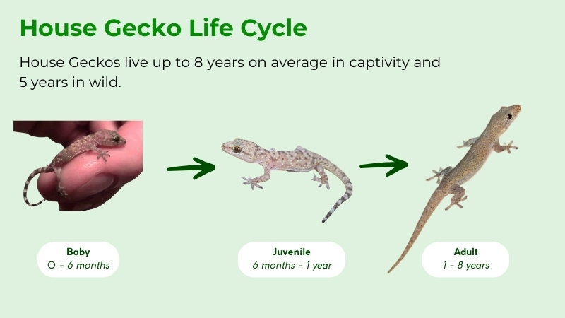 House Gecko Life cycle
