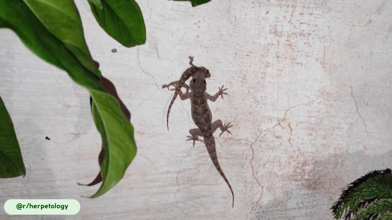 Common House Gecko tend to eat smaller House Gecko