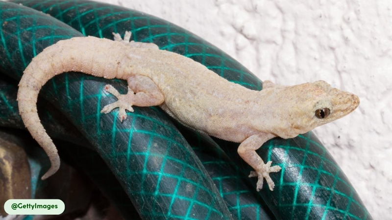 House Geckos are everywhere