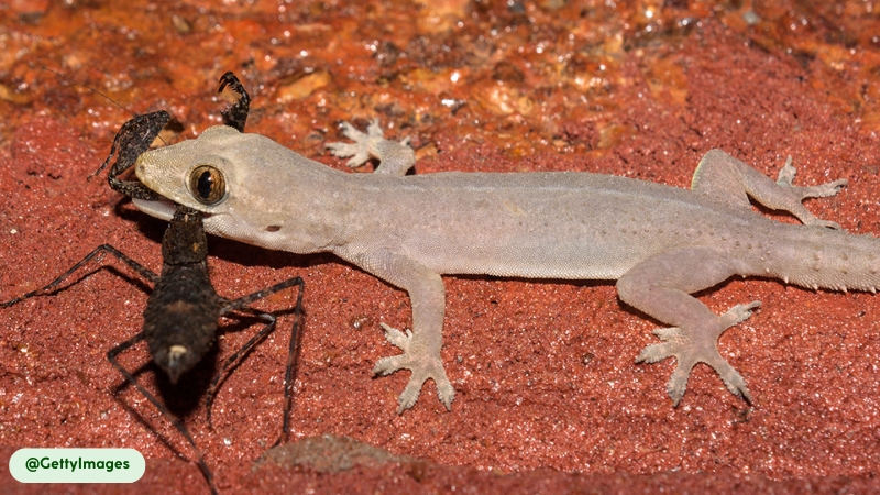 house geckos compete with native reptiles
