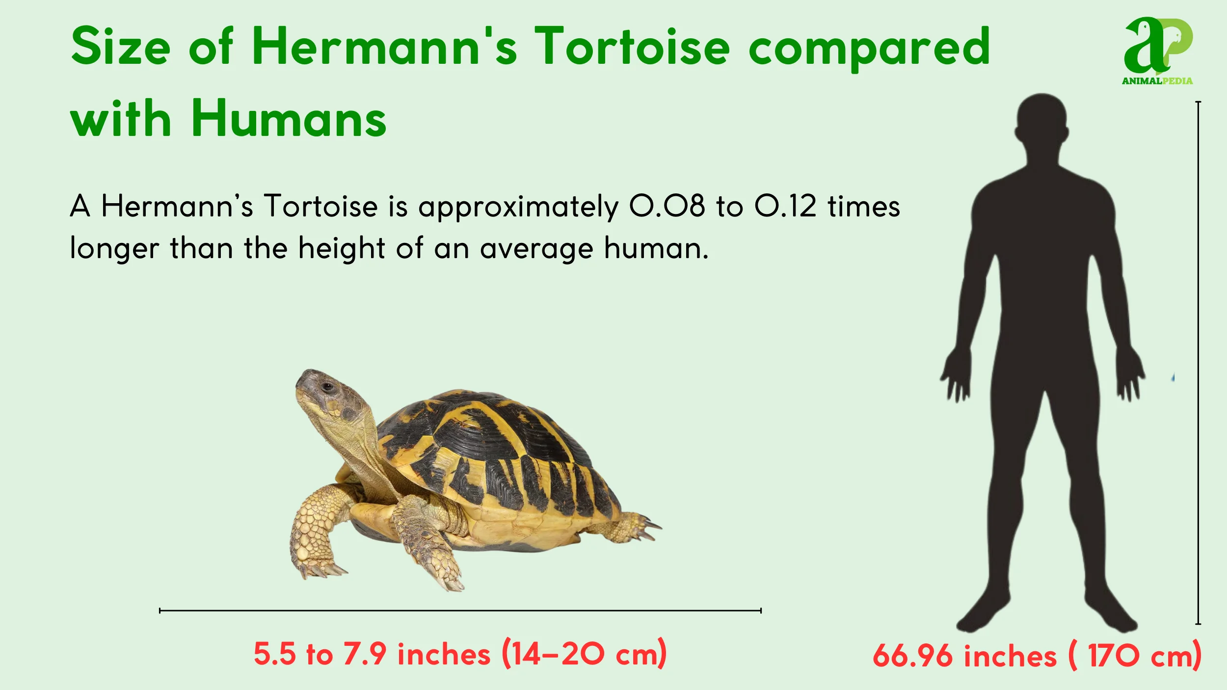 how big are hermann's tortoise