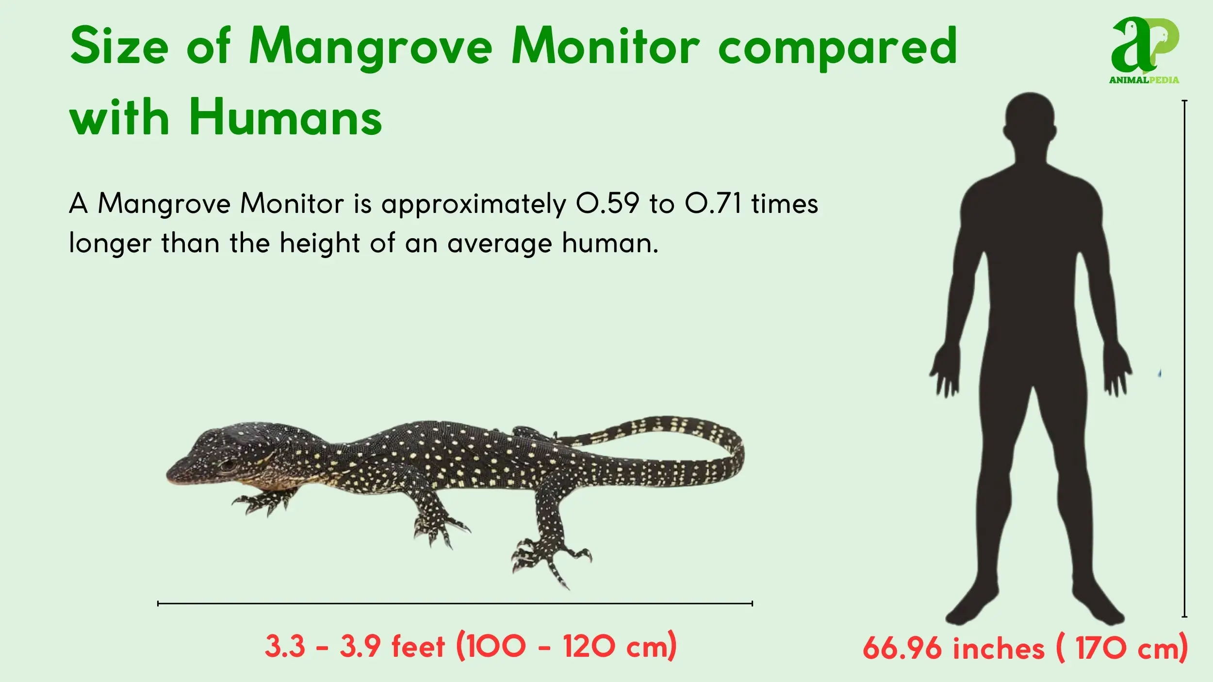 how big do mangrove monitor get