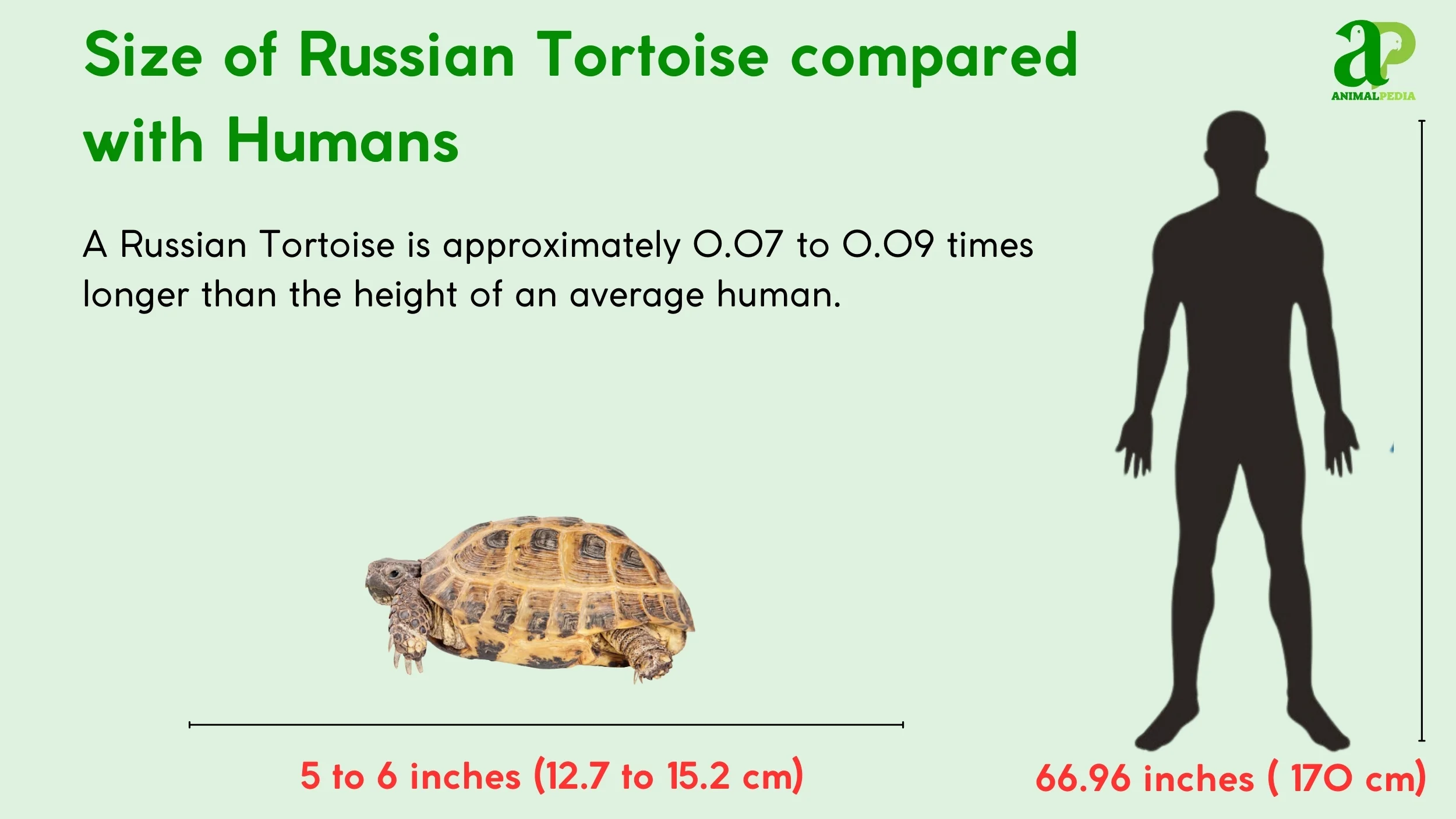 how big are russian tortoise