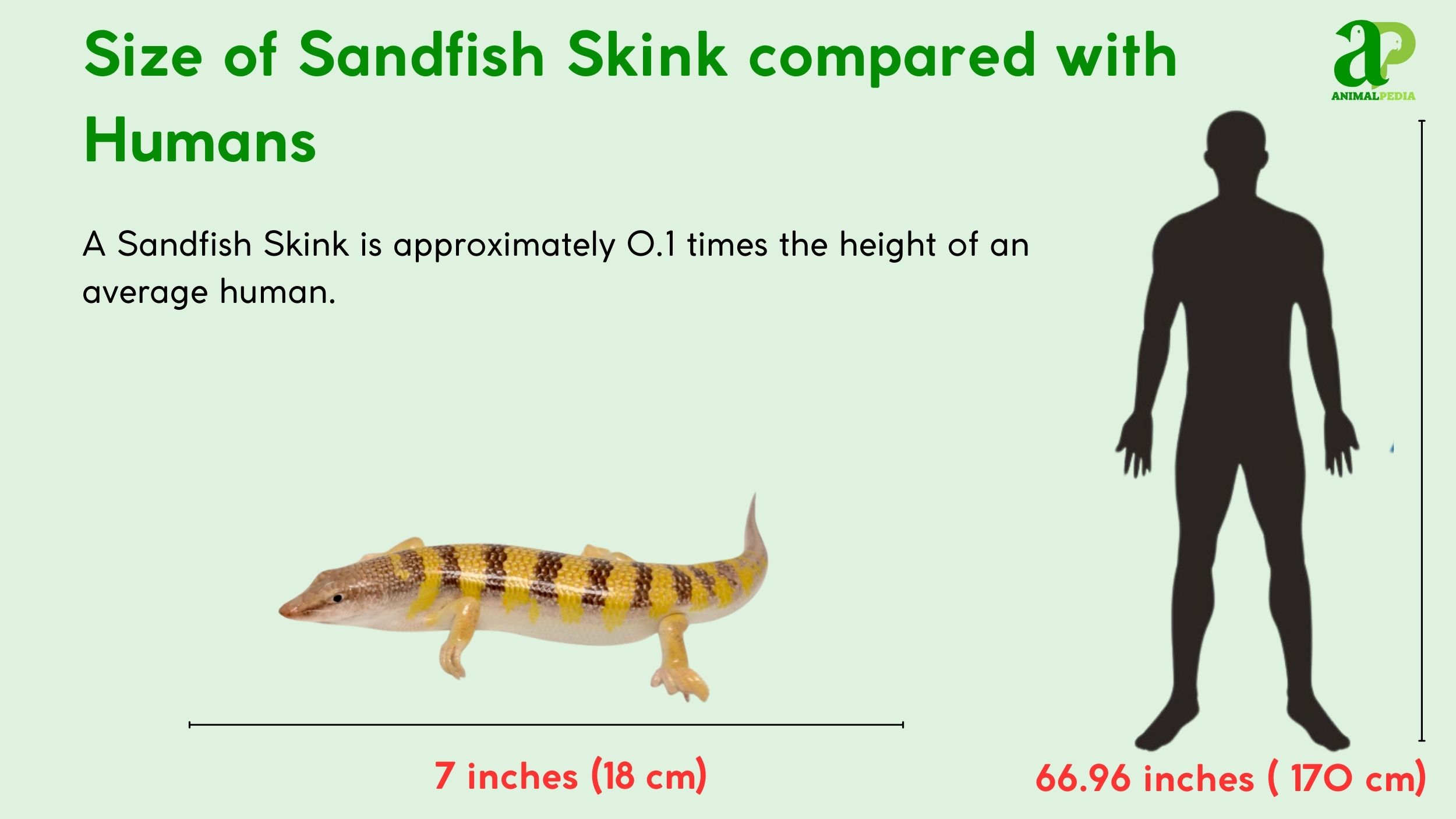 how big are sandfish skink