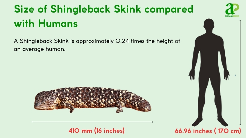 how big are shingleback skink