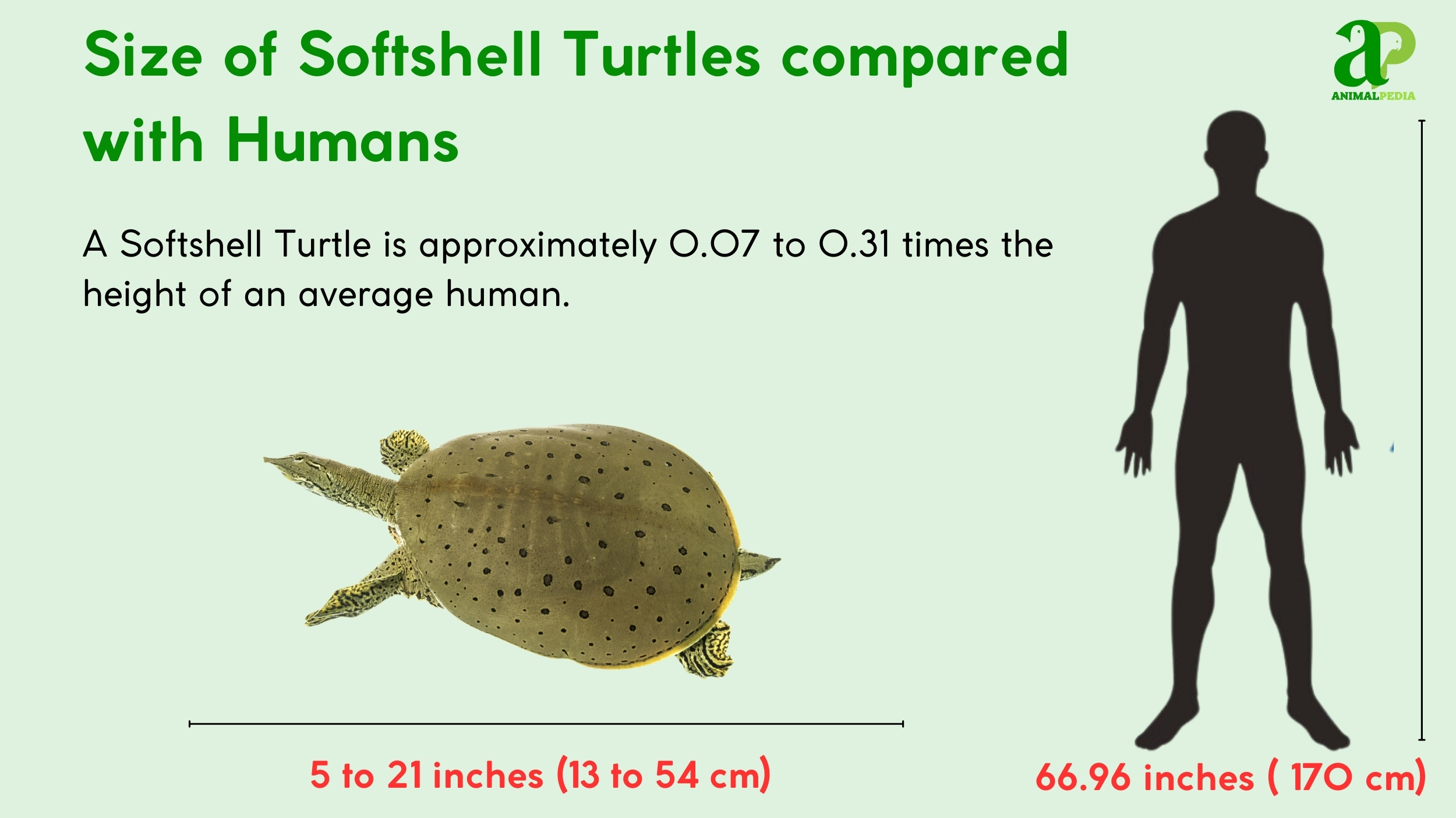 how big are softshell turtles