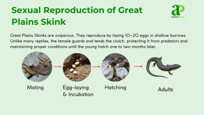 how do great plains skink reproduce